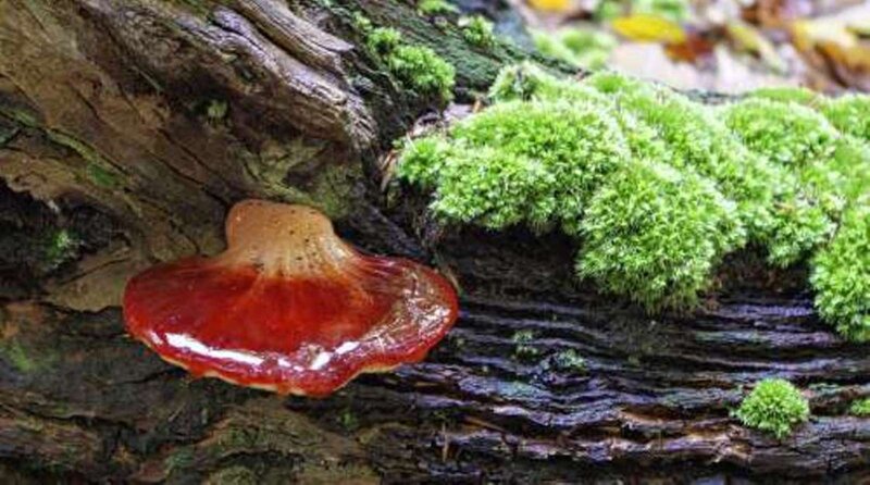 Red Mushroom on Log