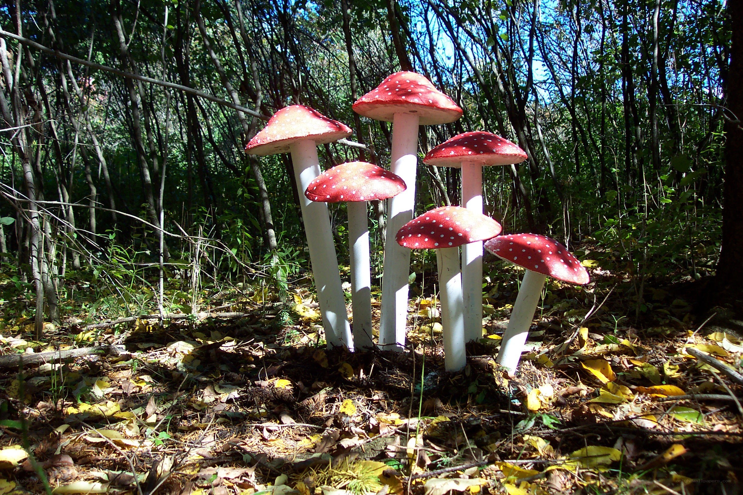 Red mushroom sculptures in forest