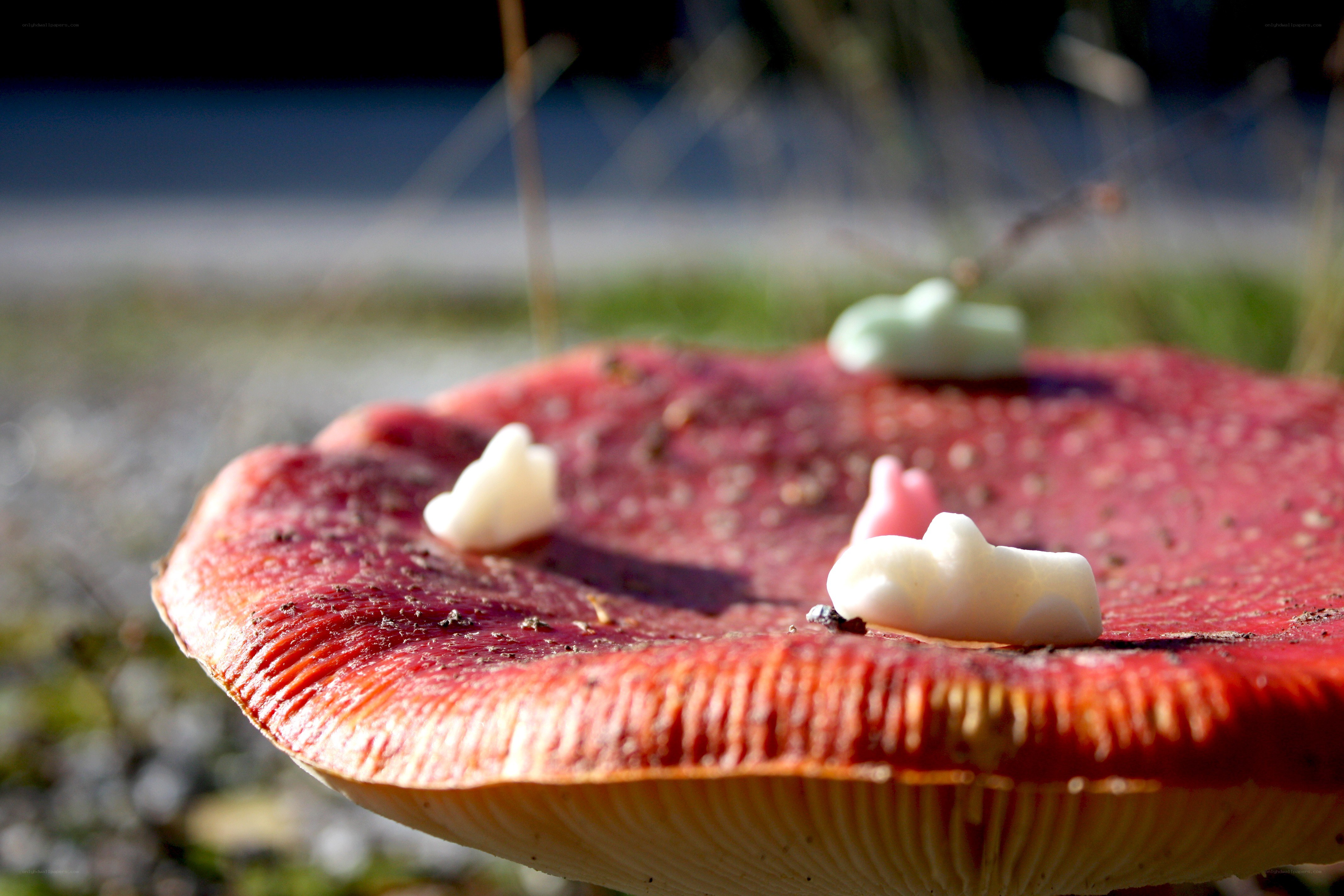 Red mushroom with candy on cap