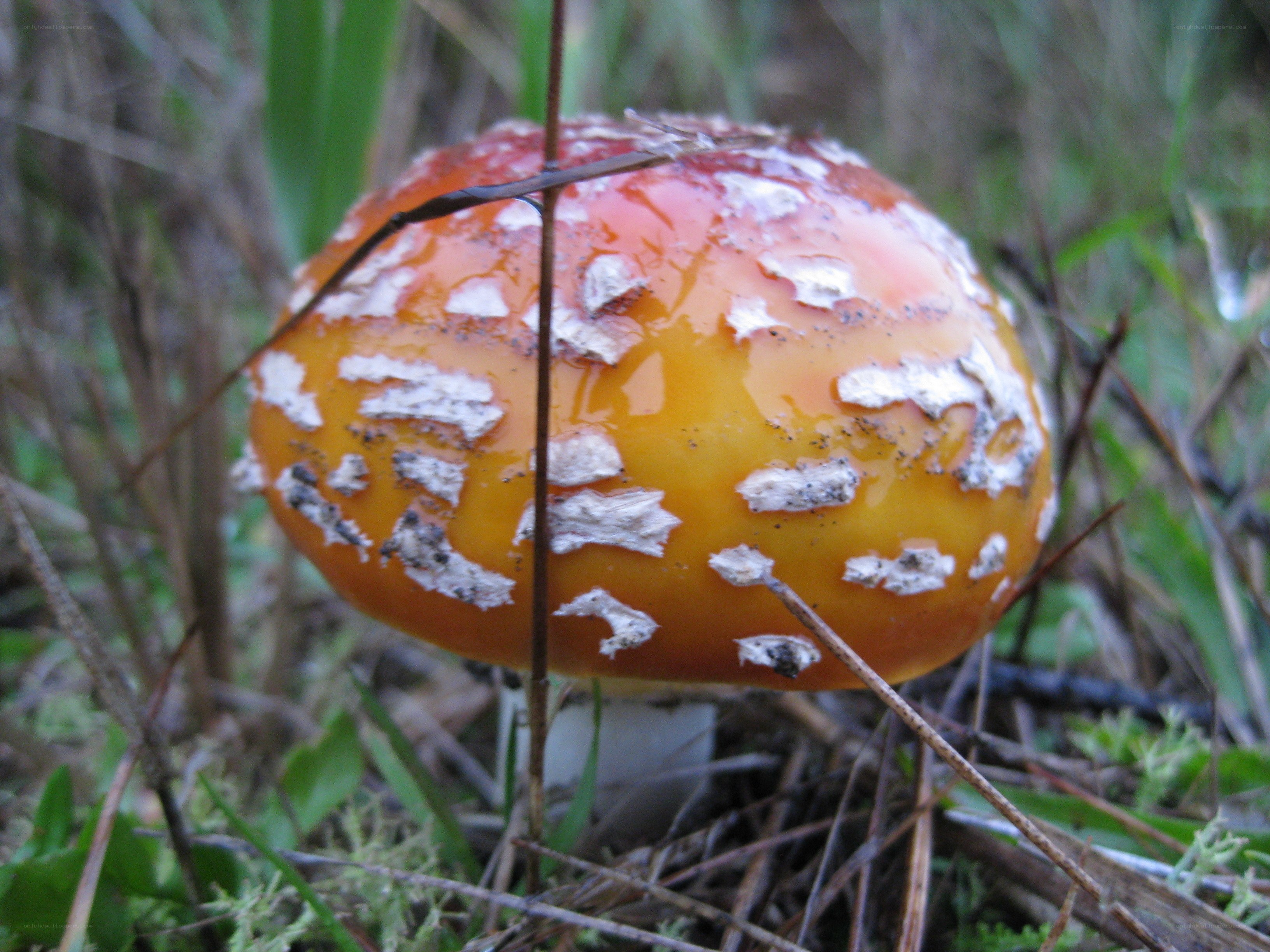 red mushroom with white spots