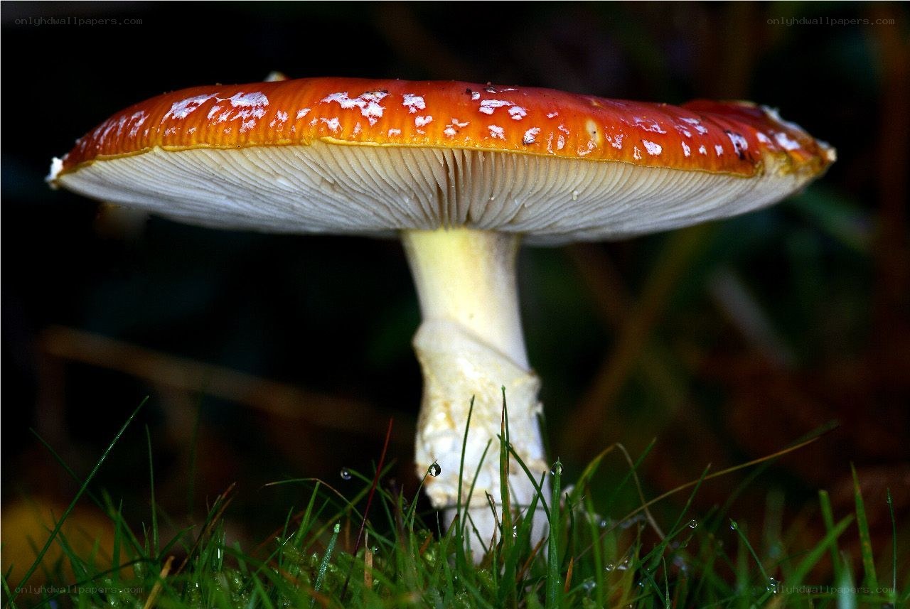 Red mushroom with white spots