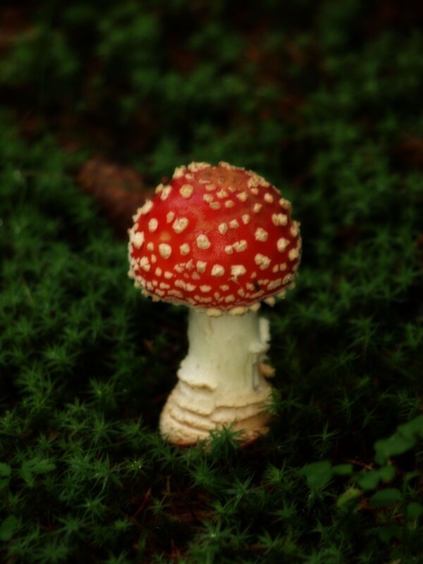 red mushroom with white spots