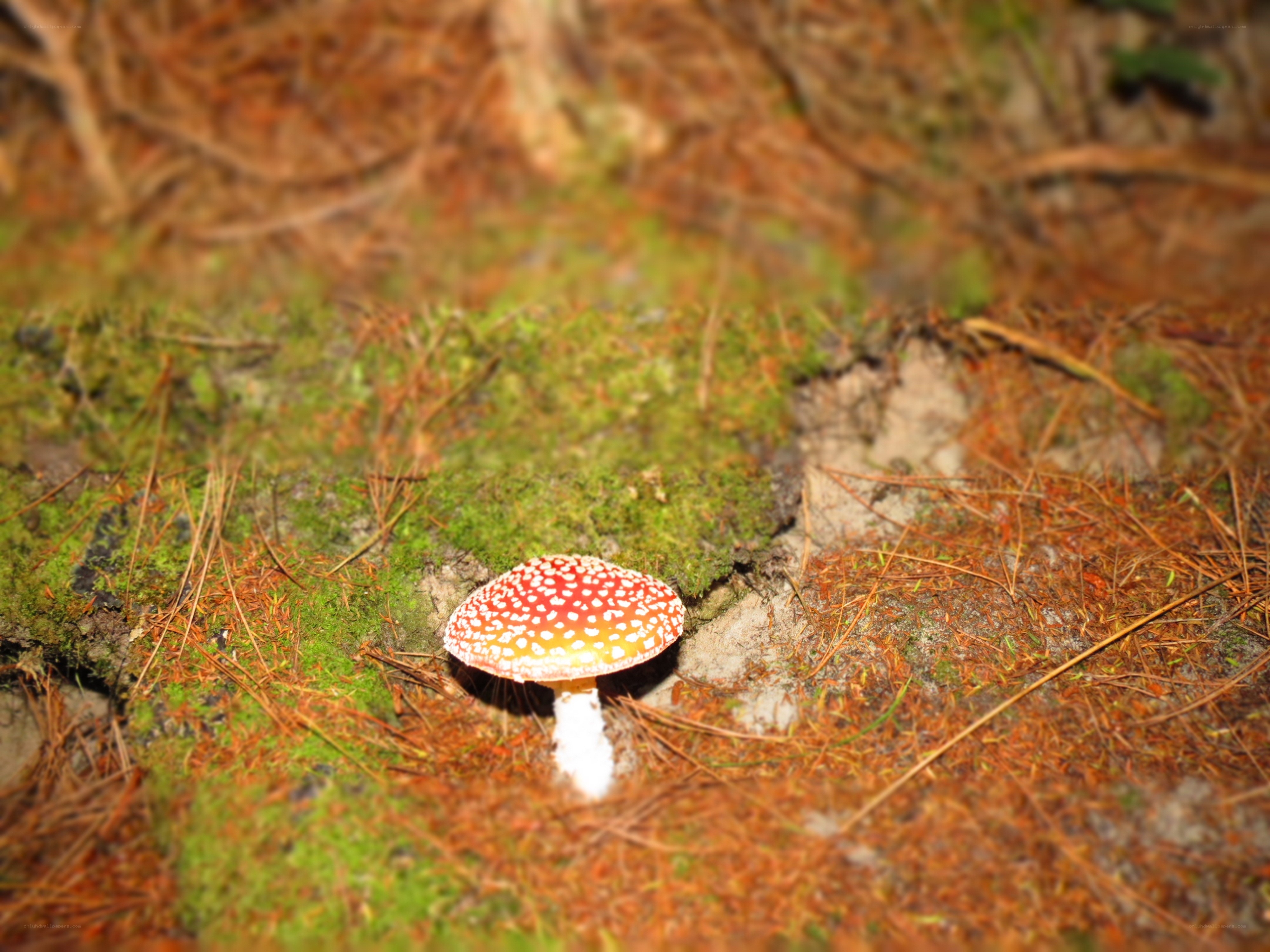 Red mushroom with white spots