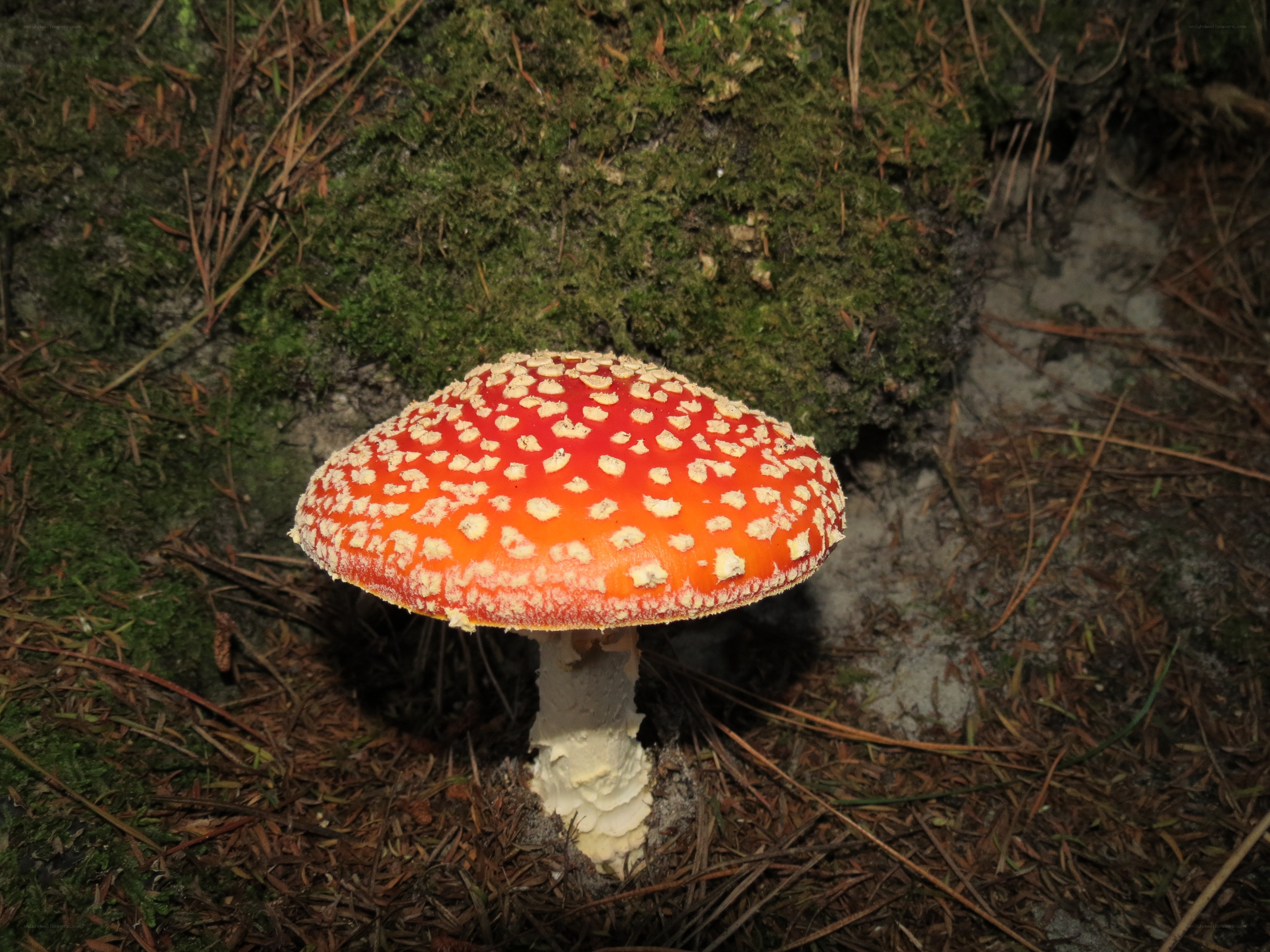 Red mushroom with white spots