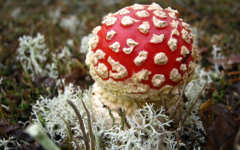 Red mushroom with white spots