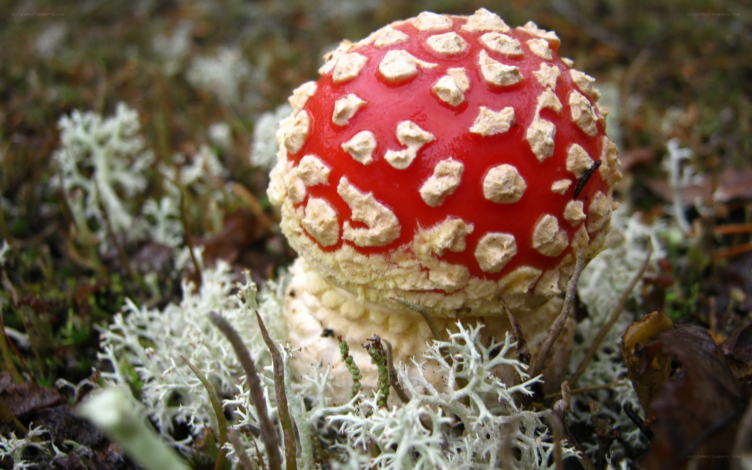 Red mushroom with white spots