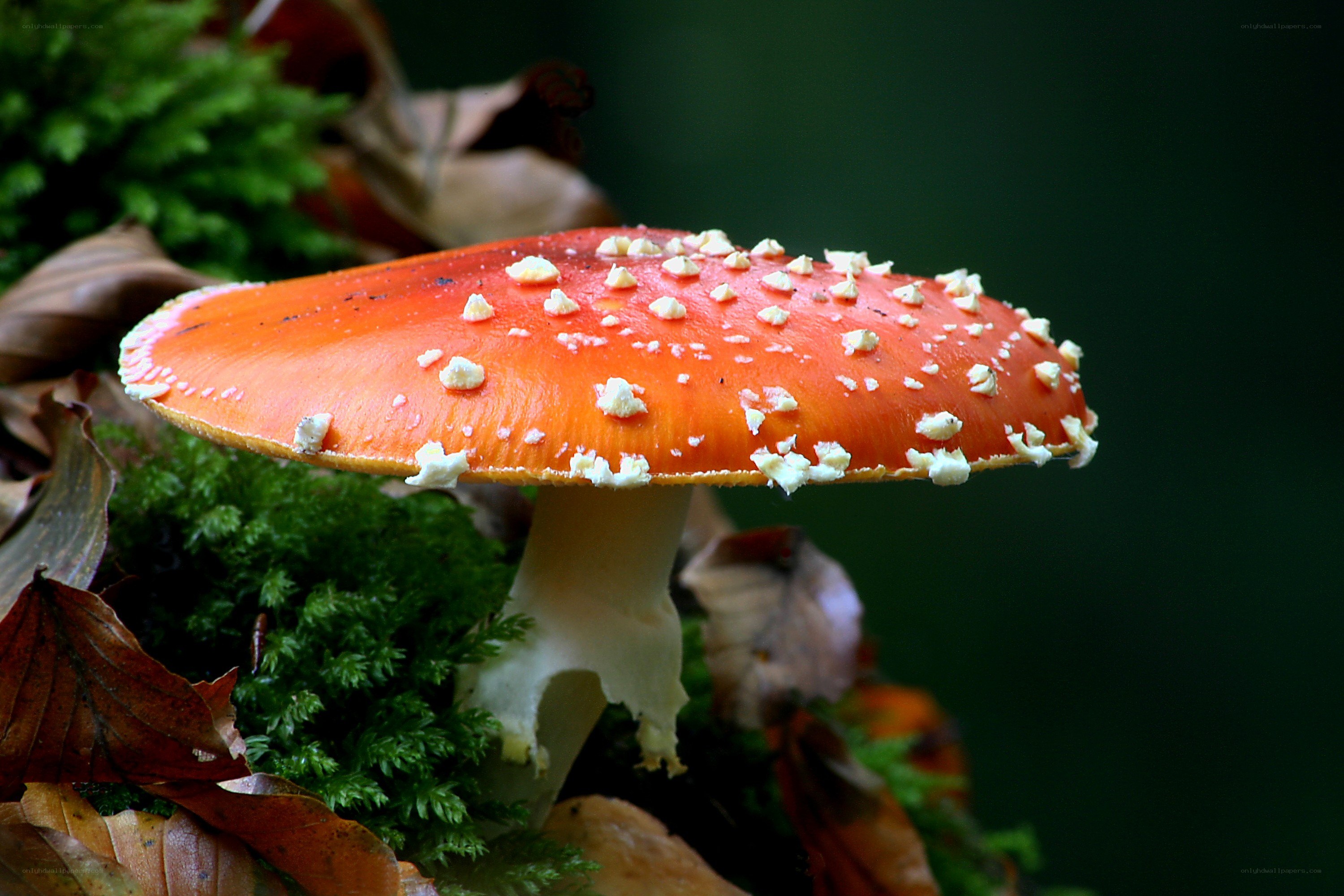 Red mushroom with white spots