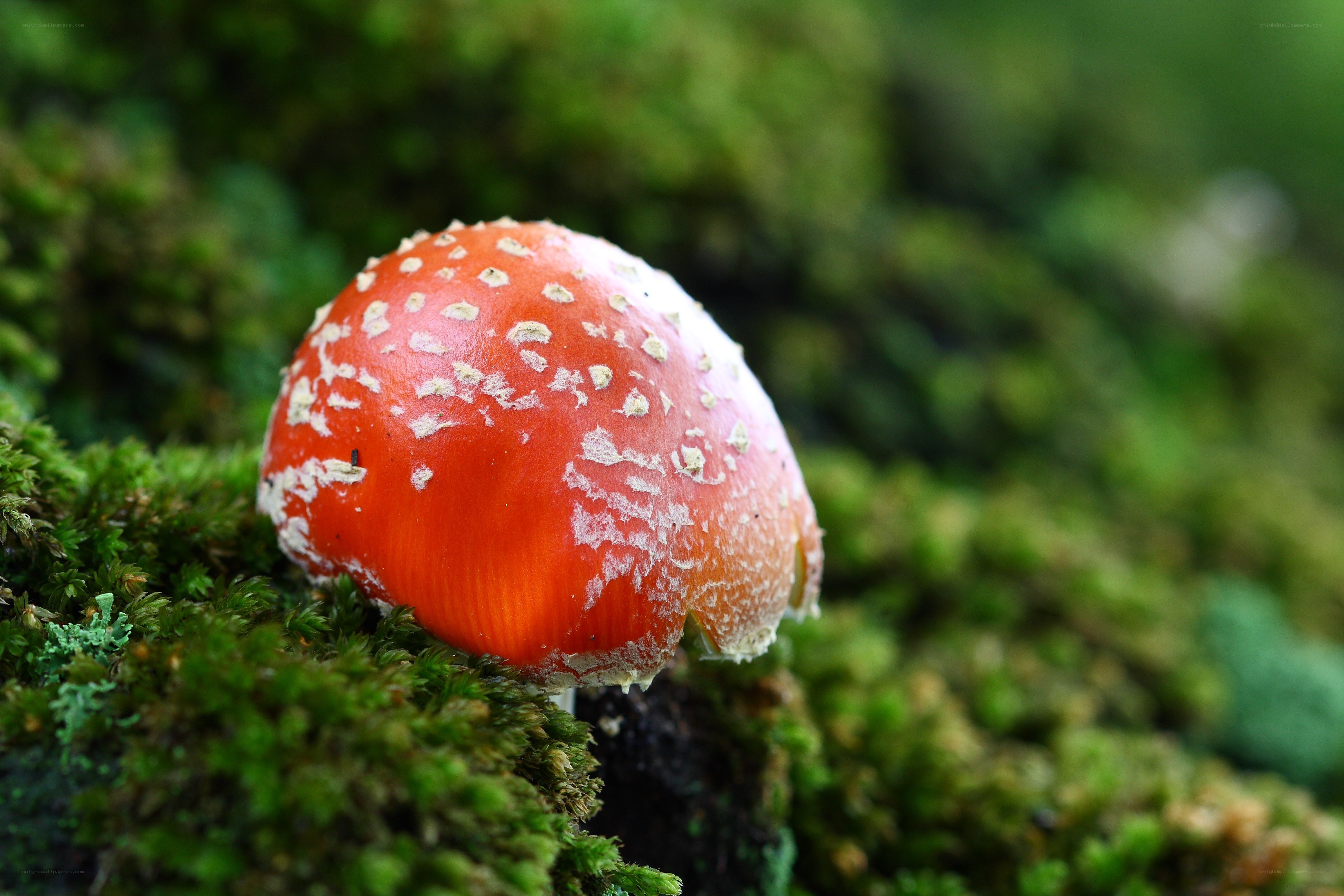 Red mushroom with white spots