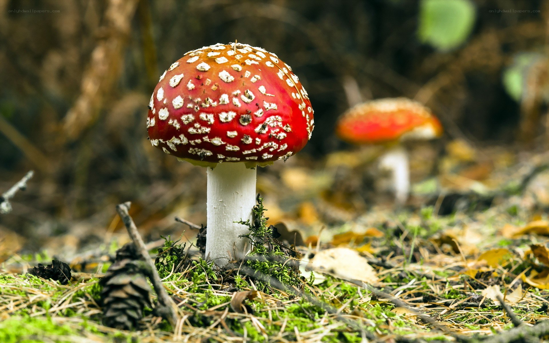 Red mushroom with white spots