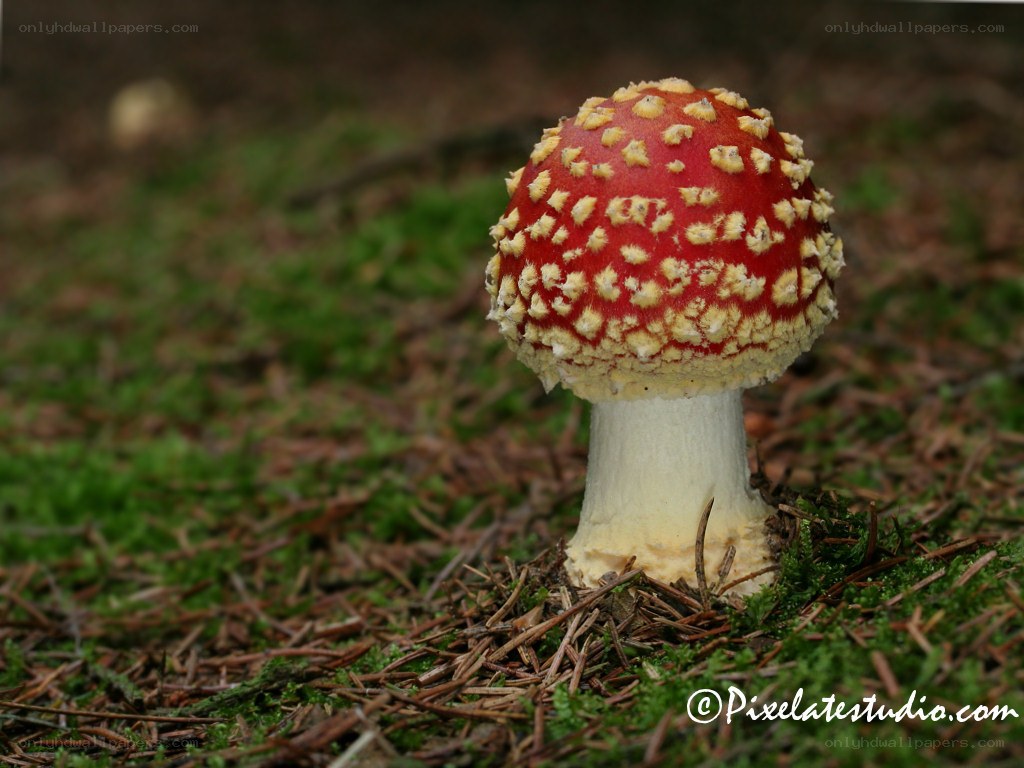 Red mushroom with white spots