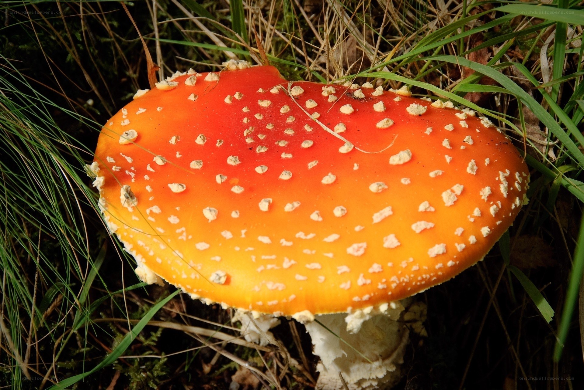 red mushroom with white spots