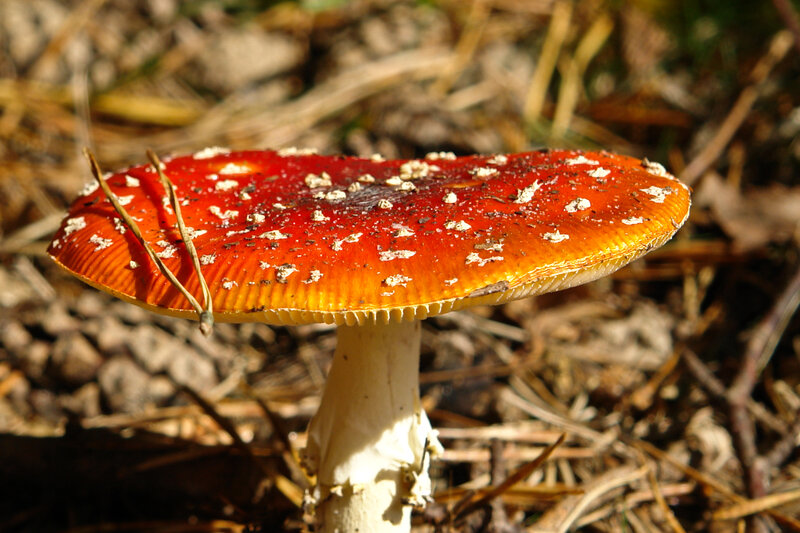 Red mushroom with white spots