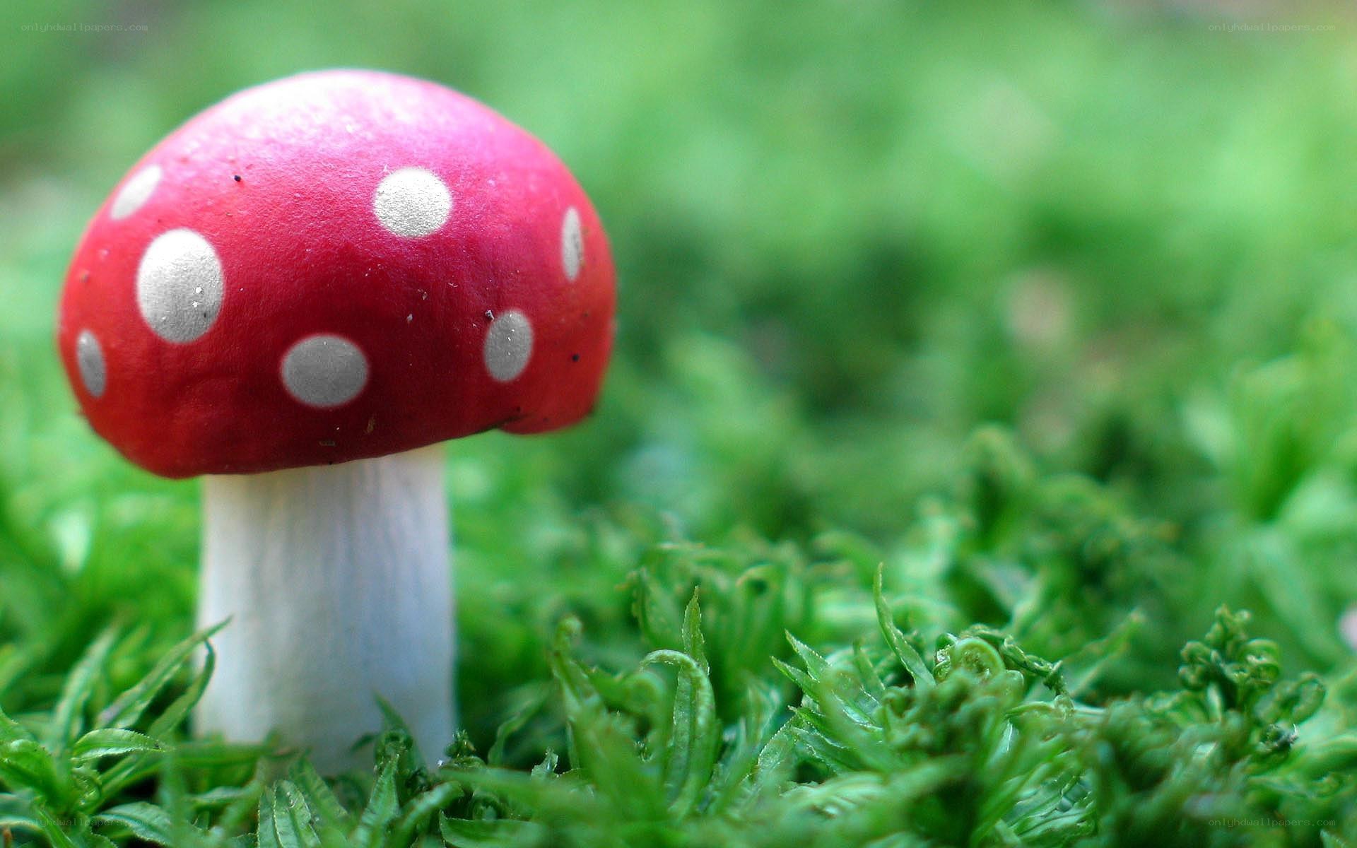 Red mushroom with white spots