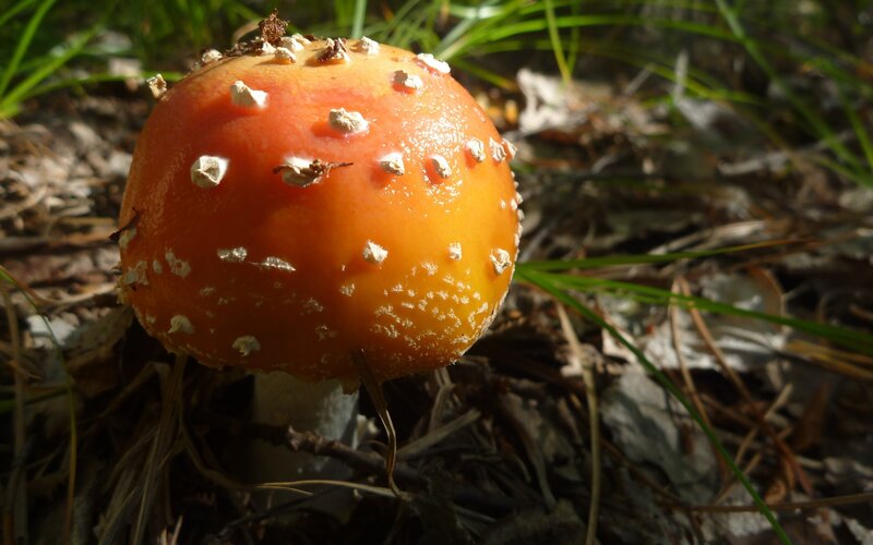 red mushroom with white spots