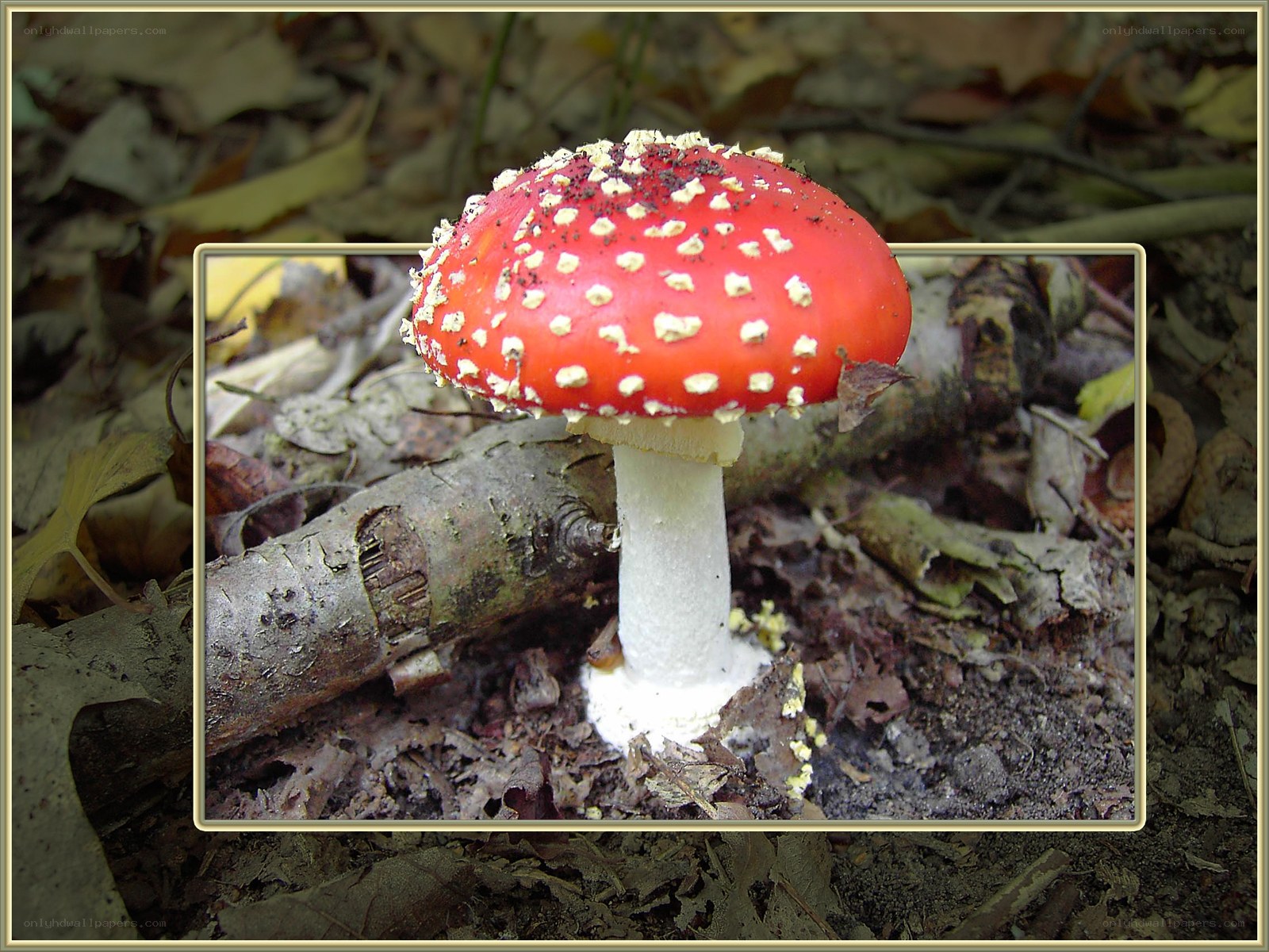 Red mushroom with white spots