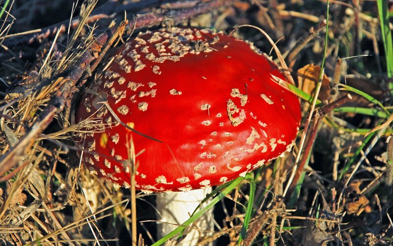 Red Mushroom with White Spots — Natural, Afternoon