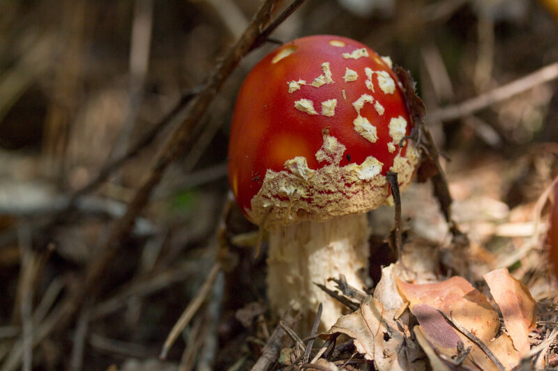 Red Mushroom with White Spots — Natural, Autumn, Photograph, Forest Floor
