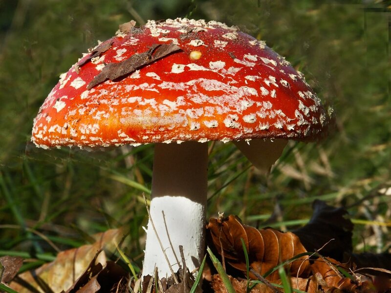 Red Mushroom with White Spots — Natural, Autumn, Photograph, Grass