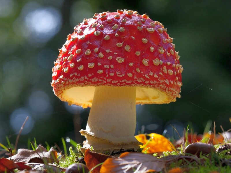 Red Mushroom with White Spots — Natural, Autumn, Photograph, Moss