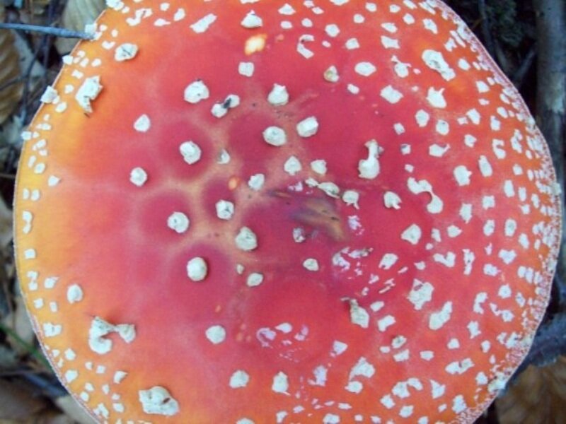 Red Mushroom with White Spots — Natural, Autumn