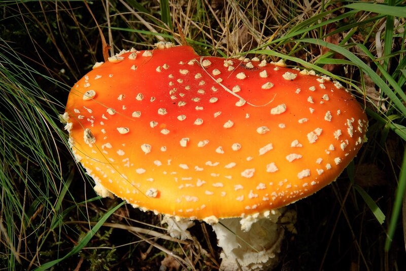 Red Mushroom with White Spots — Natural, Photograph, Grass