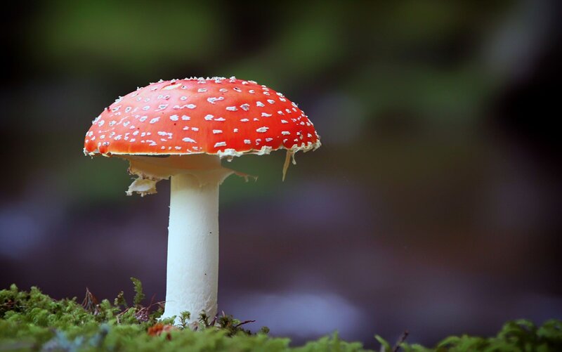 Red Mushroom with White Spots — Natural, Photograph, Moss, Forest Floor