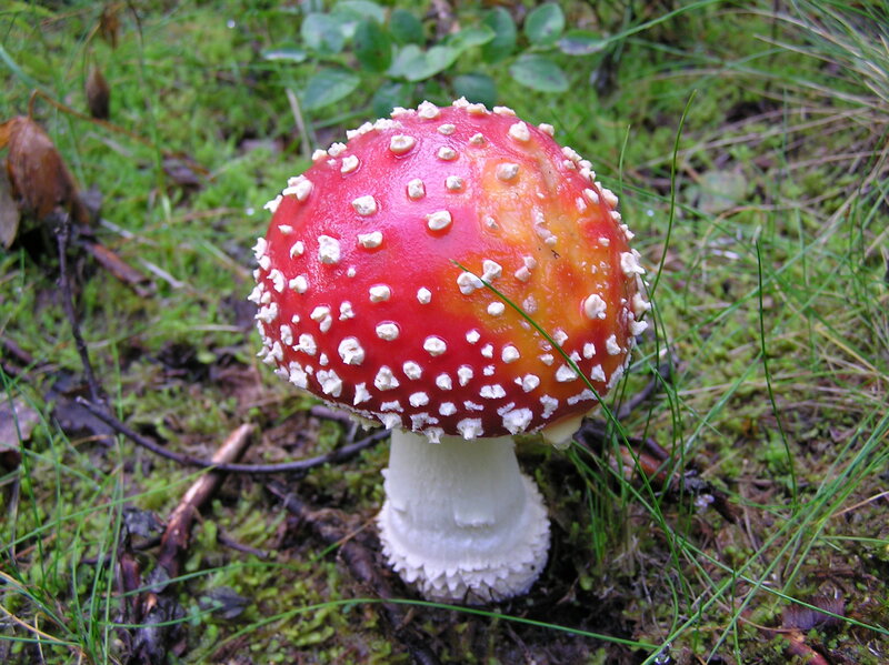 Red Mushroom with White Spots — Natural, Photograph, Moss, Grass