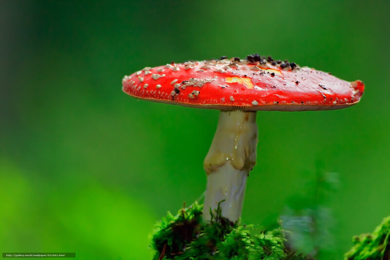 Red Mushroom with White Spots — Natural, Photograph, Moss, Green Background