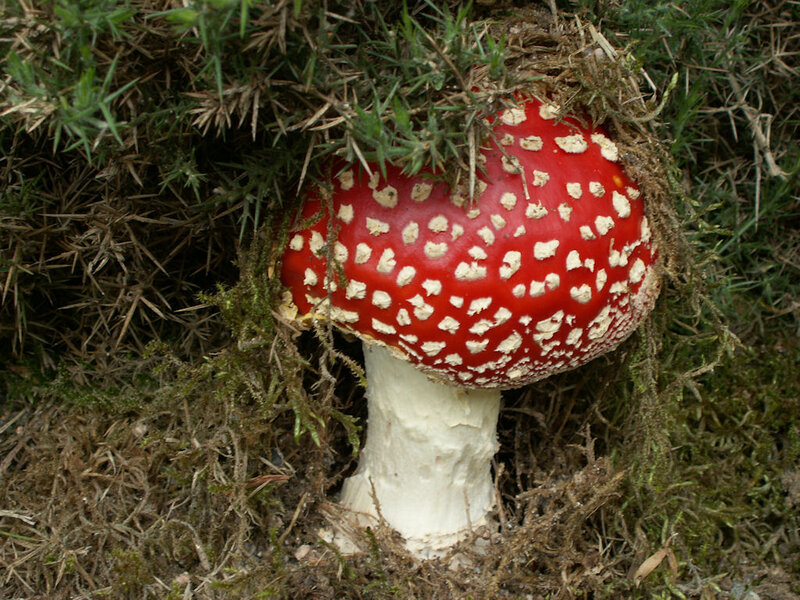 Red Mushroom with White Spots — Natural, Photograph, Moss