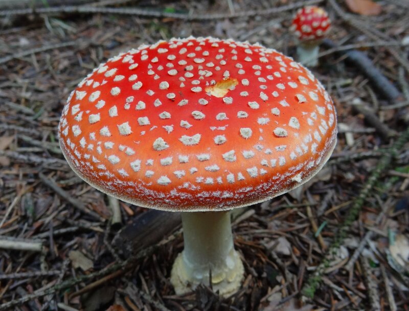 Red Mushroom with White Spots — Natural, Photograph