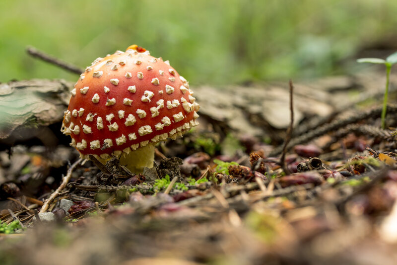Red Mushroom with White Spots — Natural, Spring