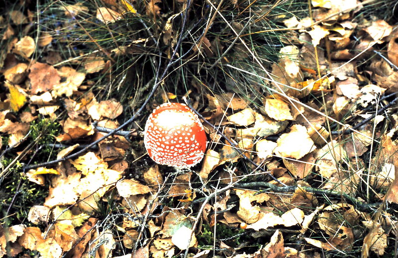 Red Mushroom with White Spots — Natural