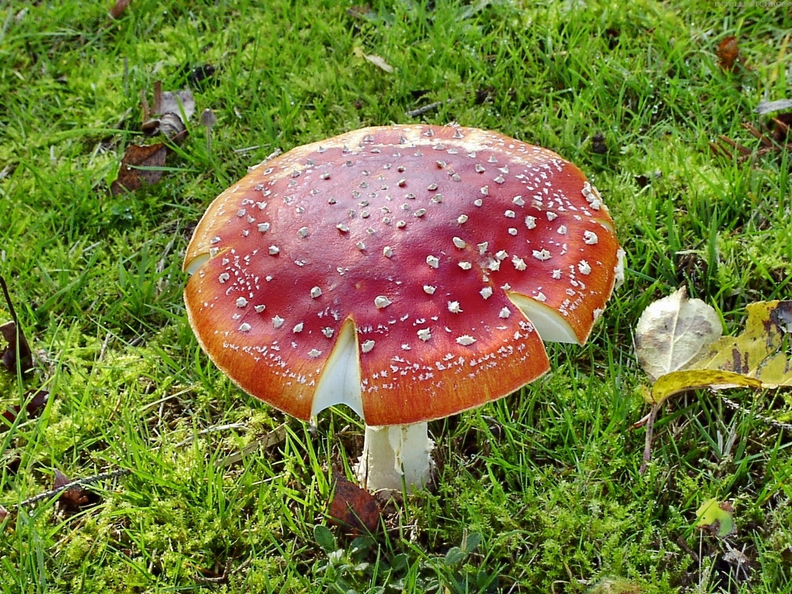 red mushroom with white spots