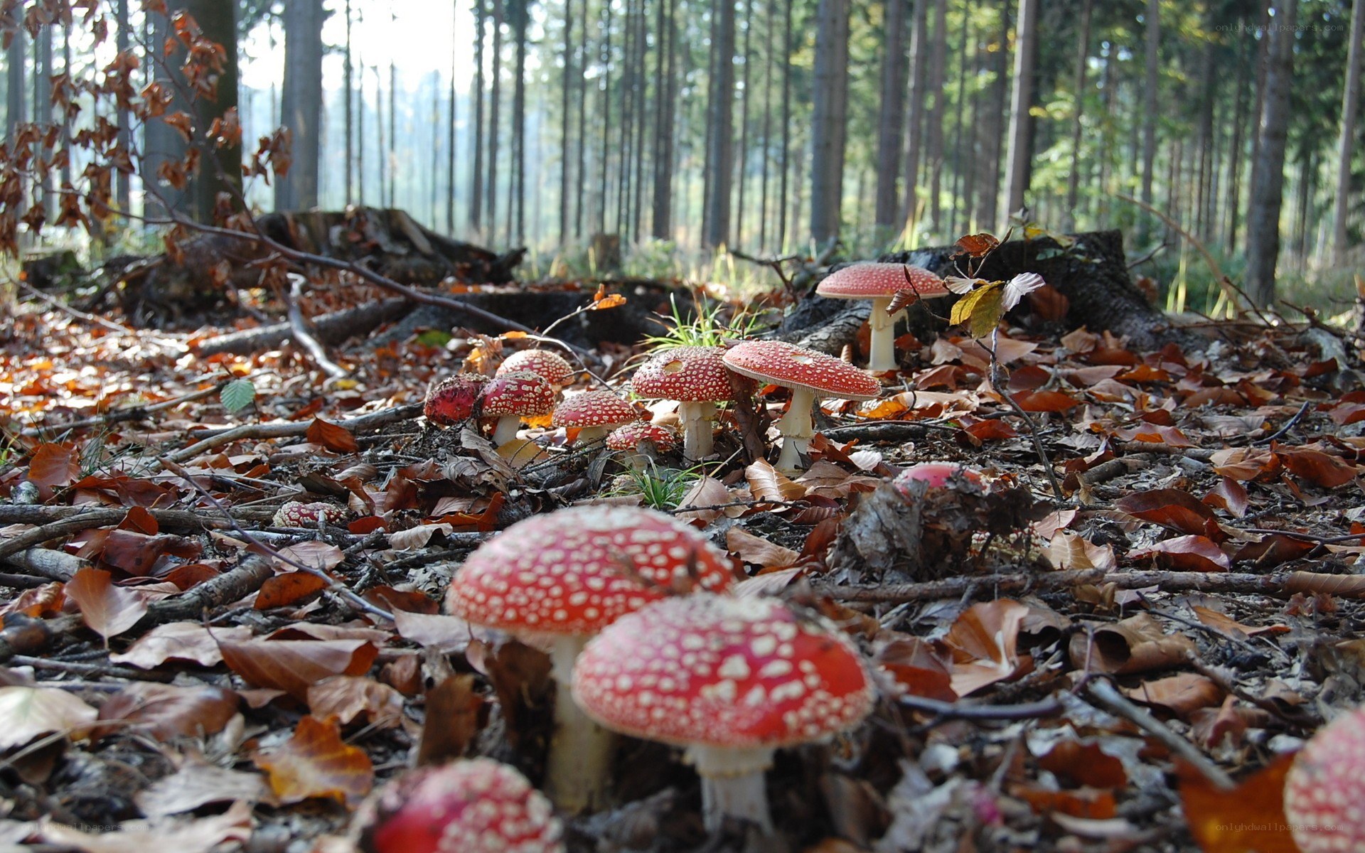 Red mushrooms in a forest