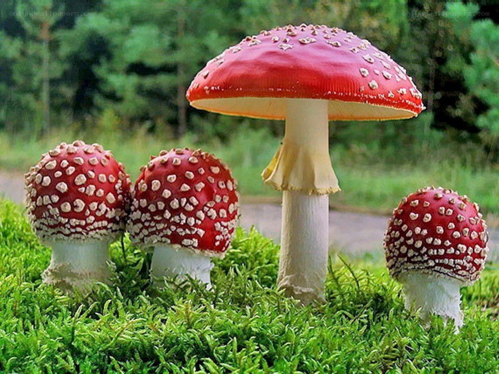 Red mushrooms in a forest