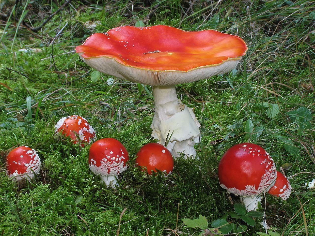 Red mushrooms in a forest