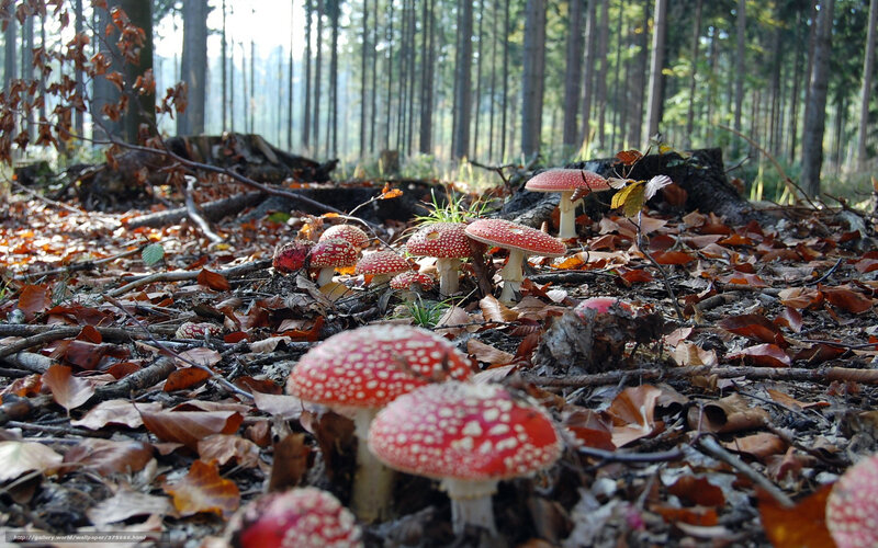 Red mushrooms in autumn forest
