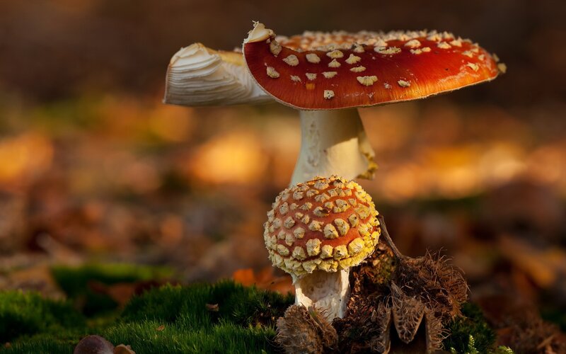 Red mushrooms in autumn forest