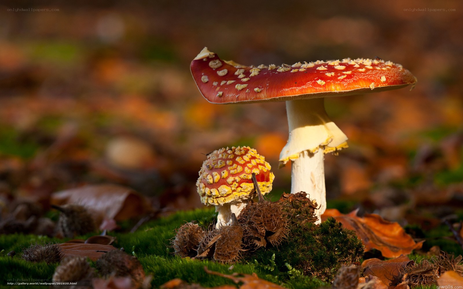 Red mushrooms in autumn forest