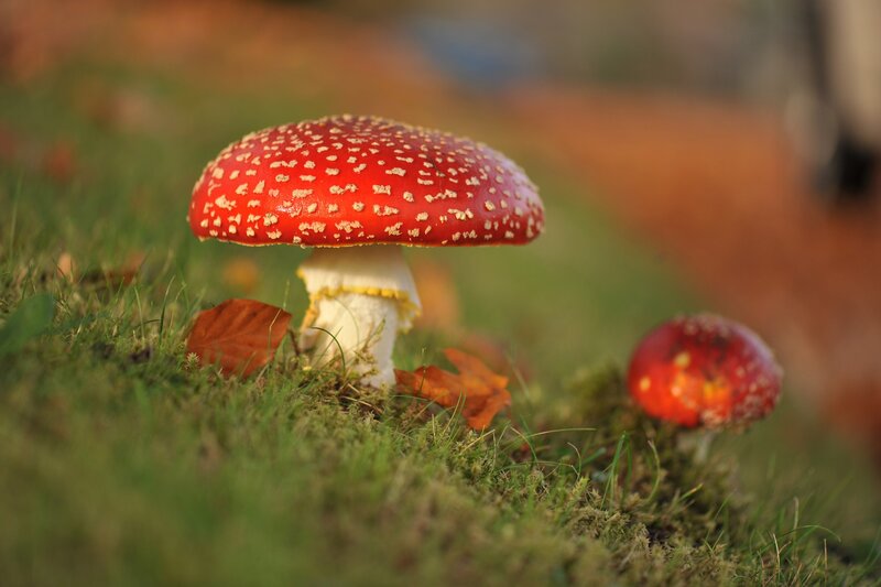 Red mushrooms in autumn grass