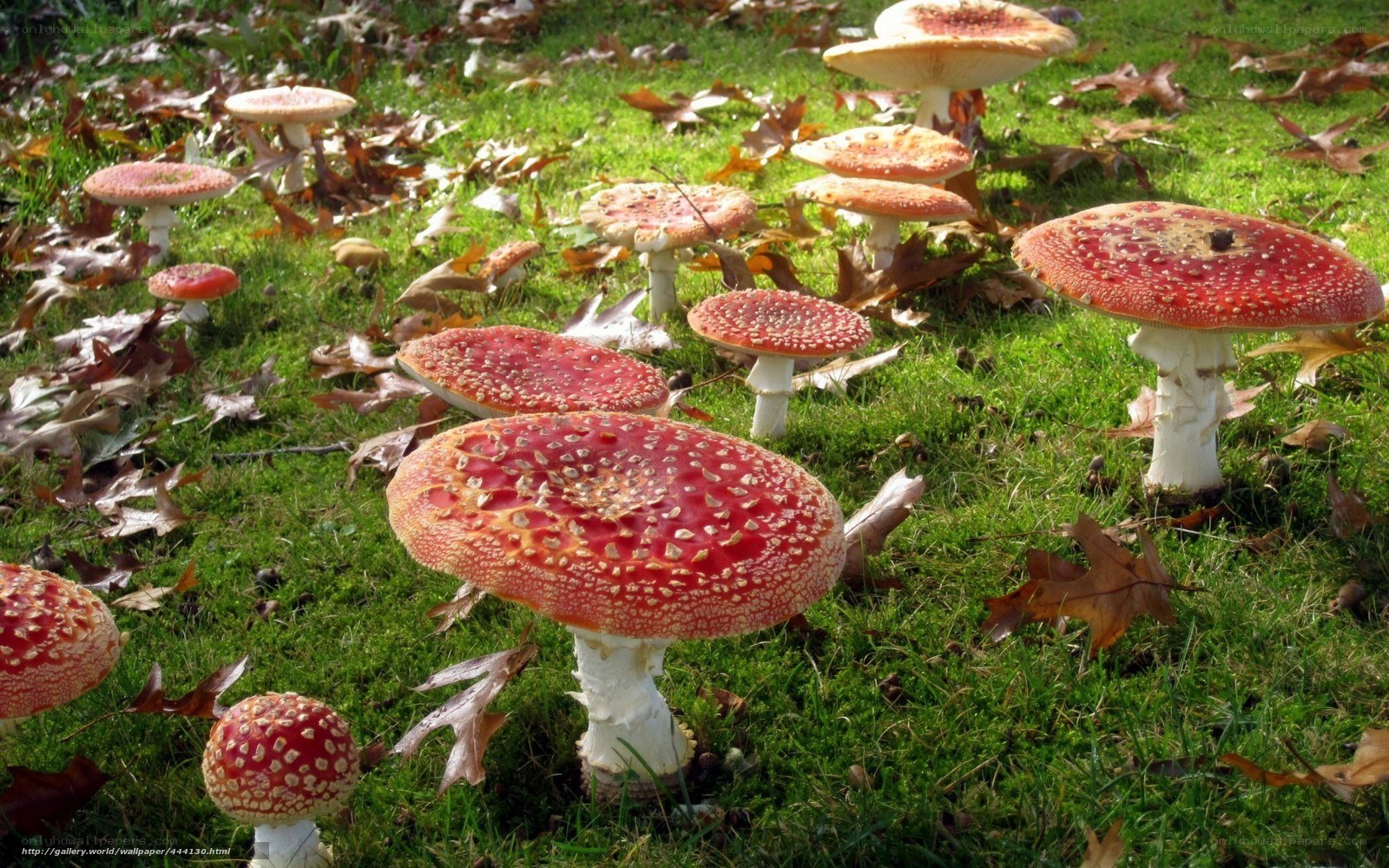 Red mushrooms in autumn grass