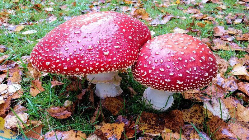 Red mushrooms in autumn leaves