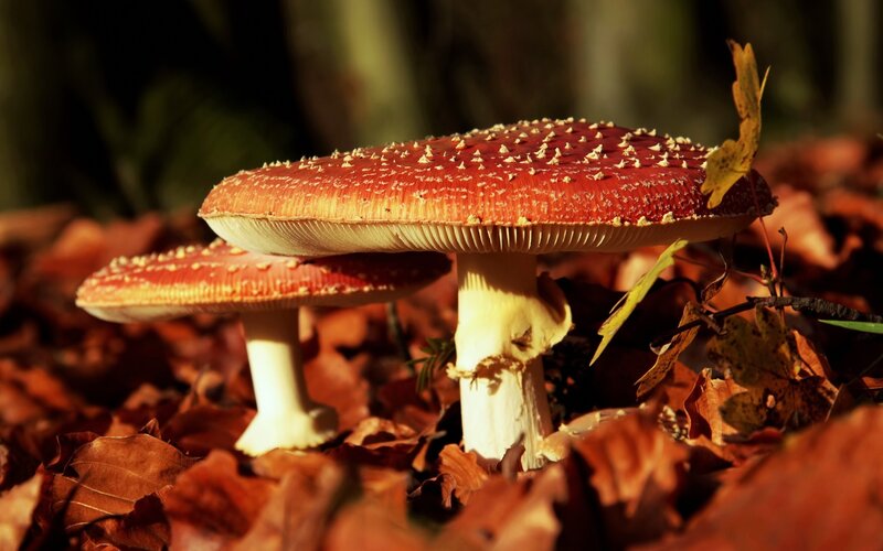 Red mushrooms in autumn leaves