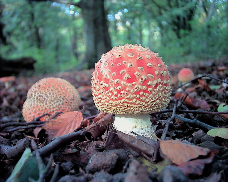 Red mushrooms in forest