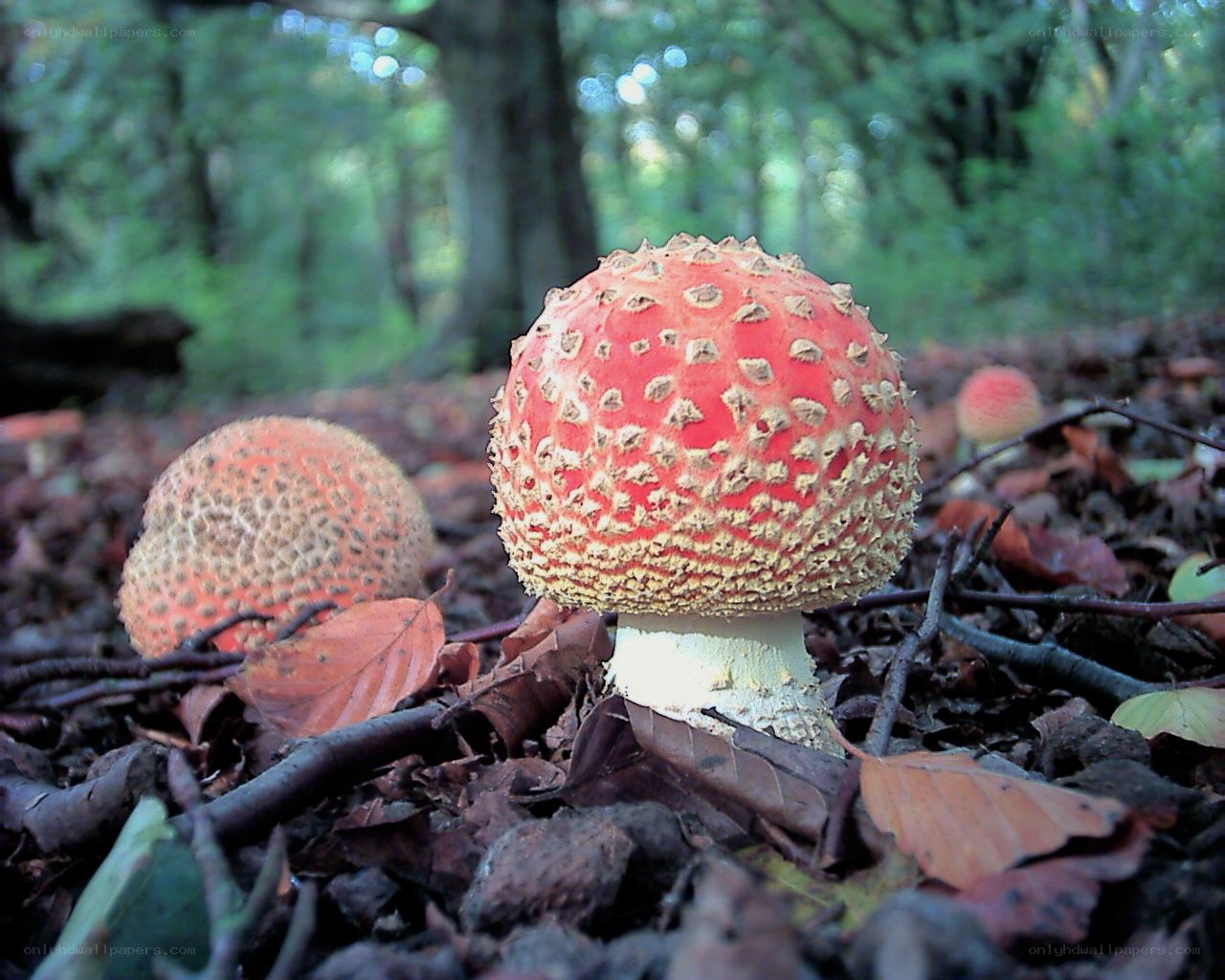 Red mushrooms in forest