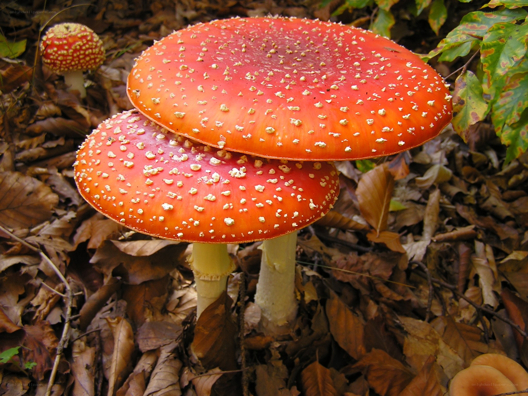 Red mushrooms in forest