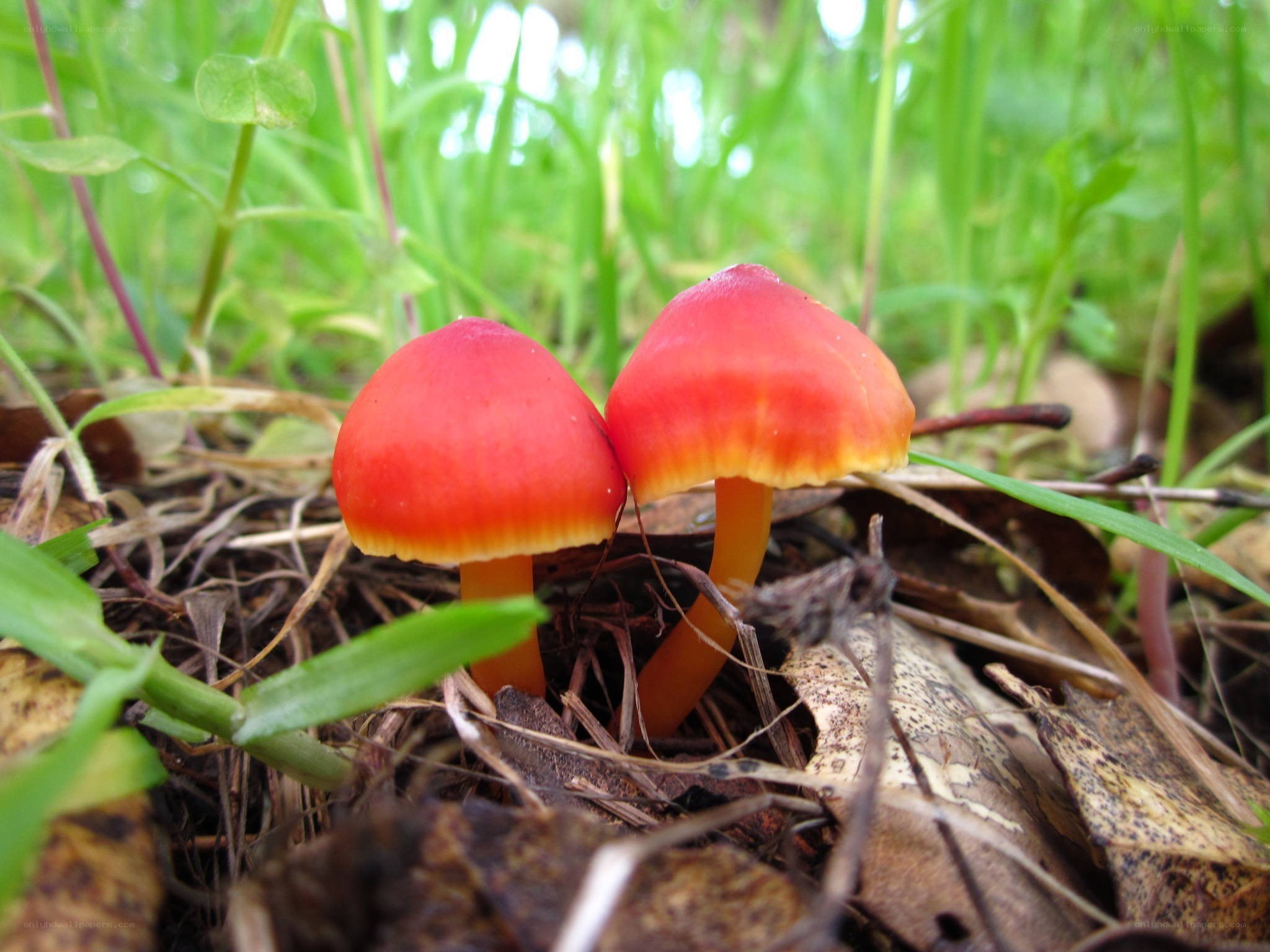 Red mushrooms in forest