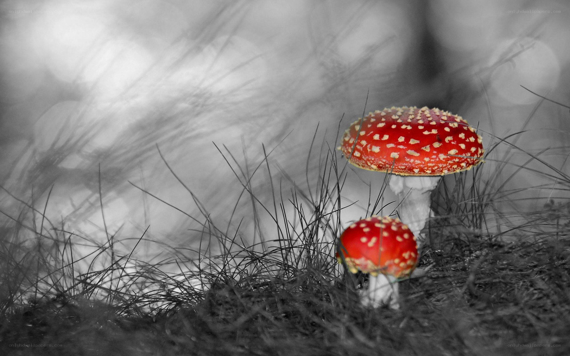 Red mushrooms in forest