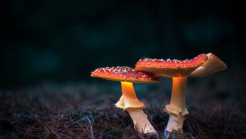 Red Mushrooms in Forest — Dramatic, Night