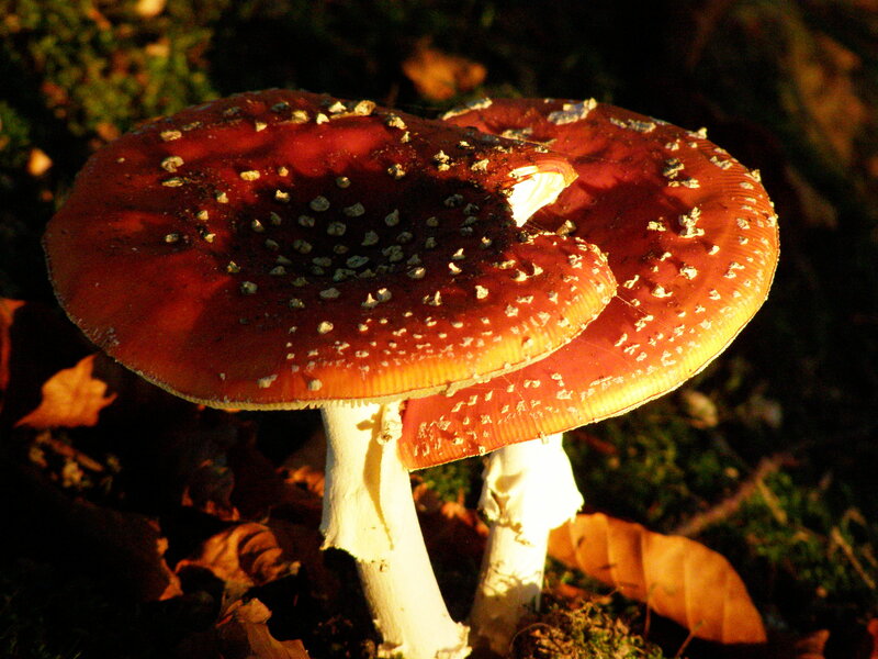 Red Mushrooms in Forest — Dramatic